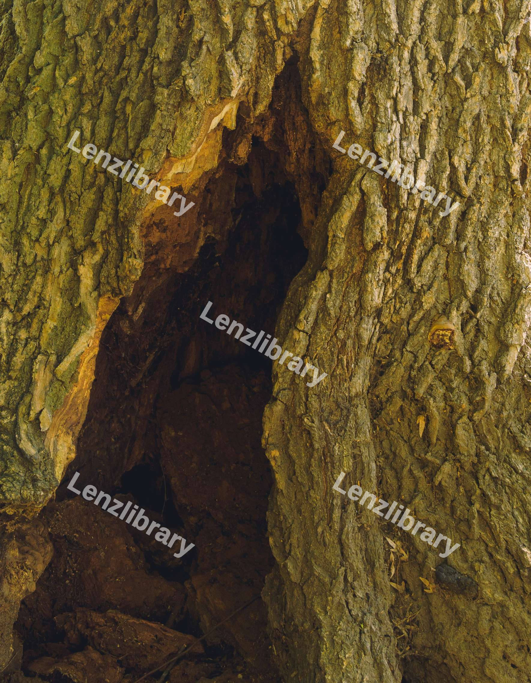 Tree With A Hole (Close)